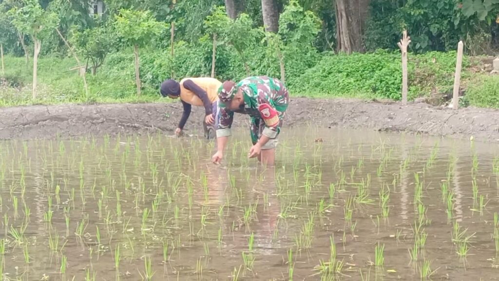 Jaga Kualitas Padi, Koptu Eka Hendarwanto Bantu Petani Bersihkan Hama Keong Dan Gulma Sawah   