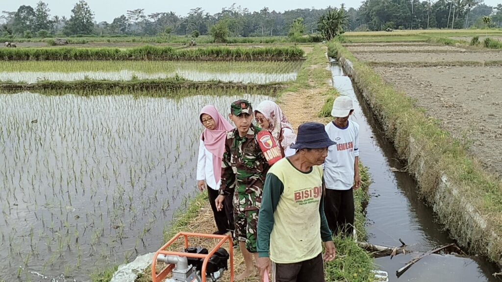 Jaga Ketahanan Pangan, Babinsa Kedawung Turun Ke Sawah Bantu Petani Sedot Air   