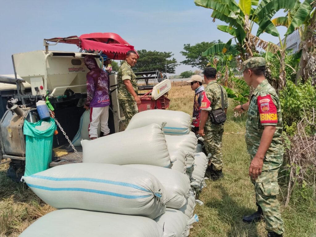 Babinsa Ngrampal Ikut Turun ke Sawah, Petani Jadi Mitra Ketahanan Pangan